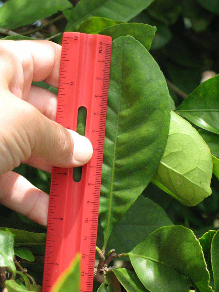              Unifoliolate leaf (Winter Haven, FL)       